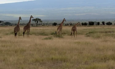 Amboseli National Park 10 Kenya
