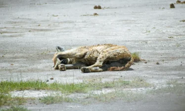 Amboseli National Park 13 Kenya