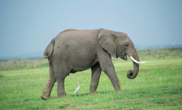 Amboseli National Park 14 Kenya