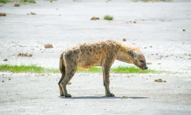 Amboseli National Park 15 Kenya