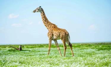 Amboseli National Park 16 Kenya