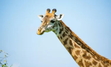 Amboseli National Park 19 Kenya