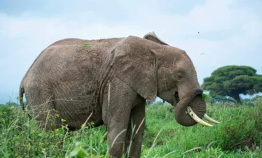 Amboseli National Park 20 Kenya