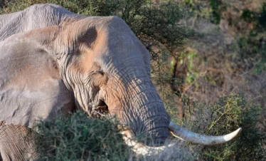 Amboseli National Park 21 Kenya