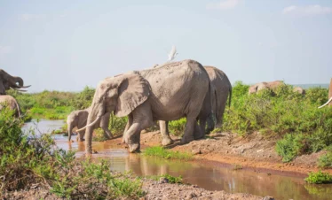Amboseli National Park 26 Kenya