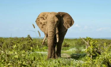 Amboseli National Park 28 Kenya