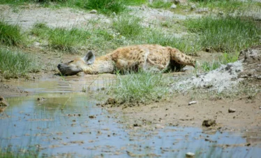 Amboseli National Park 31 Kenya