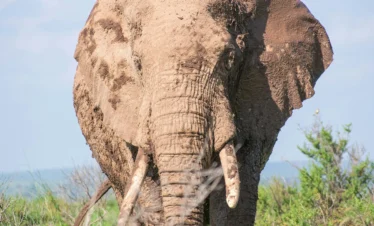 Amboseli National Park 32 Kenya