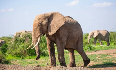 Amboseli National Park 33 Kenya