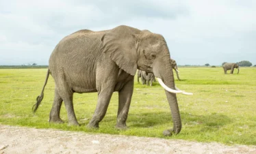 Amboseli National Park 35 Kenya