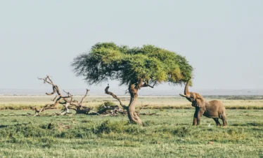 Amboseli National Park 37 Kenya