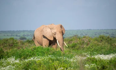 Amboseli National Park 38 Kenya