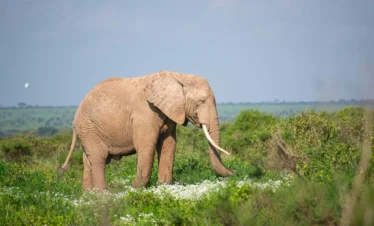 Amboseli National Park 39 Kenya