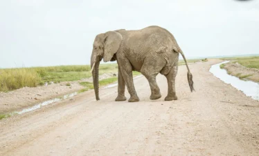 Amboseli National Park 40 Kenya