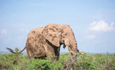 Amboseli National Park 44 Kenya