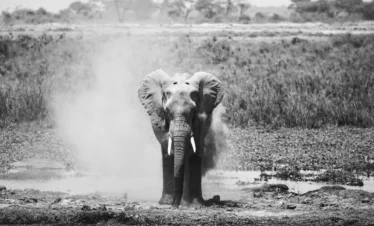 Amboseli National Park 46 Kenya