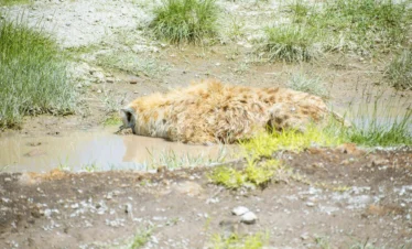 Amboseli National Park 47 Kenya
