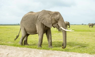 Amboseli National Park 49 Kenya