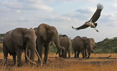 Chyulu Hills National Park 04 Kenya