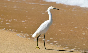 Diani Beach 21 Kenya