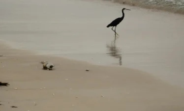 Diani Beach 22 Kenya