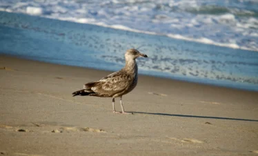 Diani Beach 25 Kenya