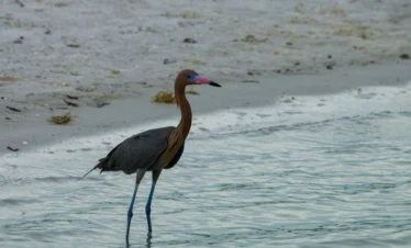 Diani Beach 26 Kenya