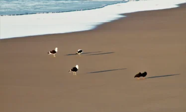 Diani Beach 27 Kenya