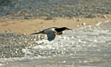 Diani Beach 29 Kenya