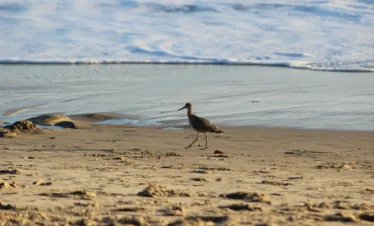 Diani Beach 31 Kenya