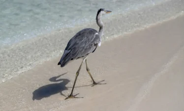 Diani Beach 33 Kenya