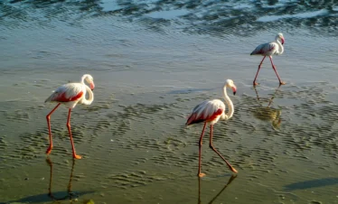 Diani Beach 36 Kenya