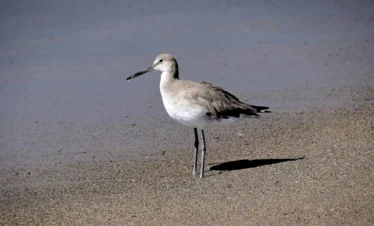Diani Beach 37 Kenya