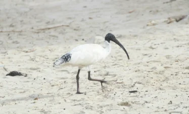 Diani Beach 38 Kenya