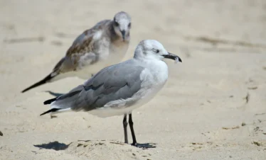 Diani Beach 39 Kenya