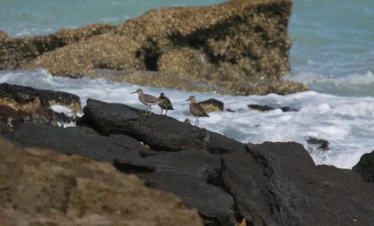 Diani Beach 43 Kenya