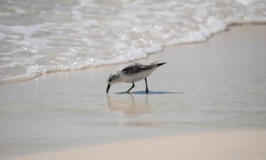 Diani Beach 45 Kenya