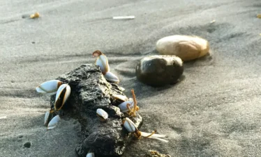 Diani Beach 47 Kenya