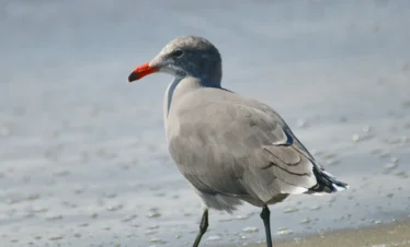 Diani Beach 49 Kenya