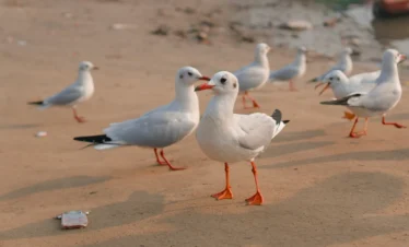 Diani Beach 50 Kenya