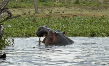 Lake Naivasha 01 Kenya