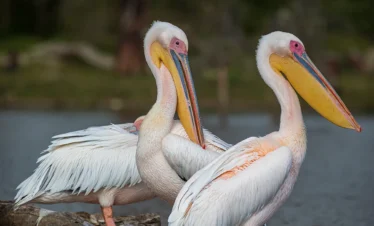 Lake Naivasha 05 Kenya