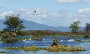 Lake Naivasha 07 Kenya