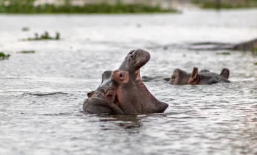 Lake Naivasha 09 Kenya