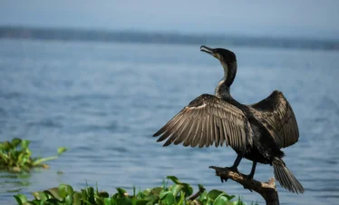 Lake Naivasha 12 Kenya