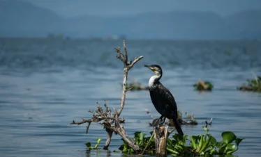 Lake Naivasha 13 Kenya