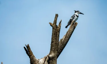 Lake Naivasha 14 Kenya