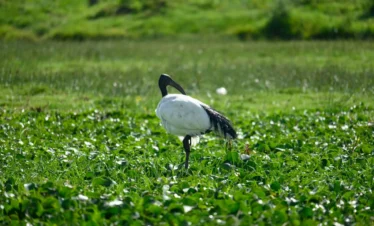 Lake Naivasha 16 Kenya