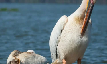 Lake Naivasha 18 Kenya