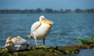 Lake Naivasha 19 Kenya